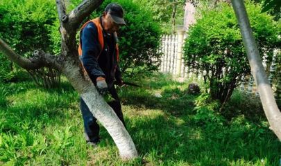 临沂市园林环卫中心开展为树木抹芽修身工作