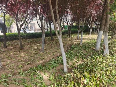 临沂市城管局园林环卫中心柳青管理办:节点补植改造,绿化美化再提升